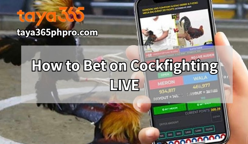 How to Bet on Cockfighting LIVE