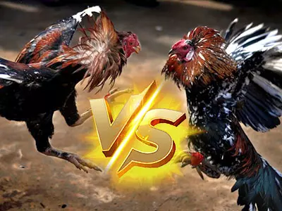 taya365 Cockfighting